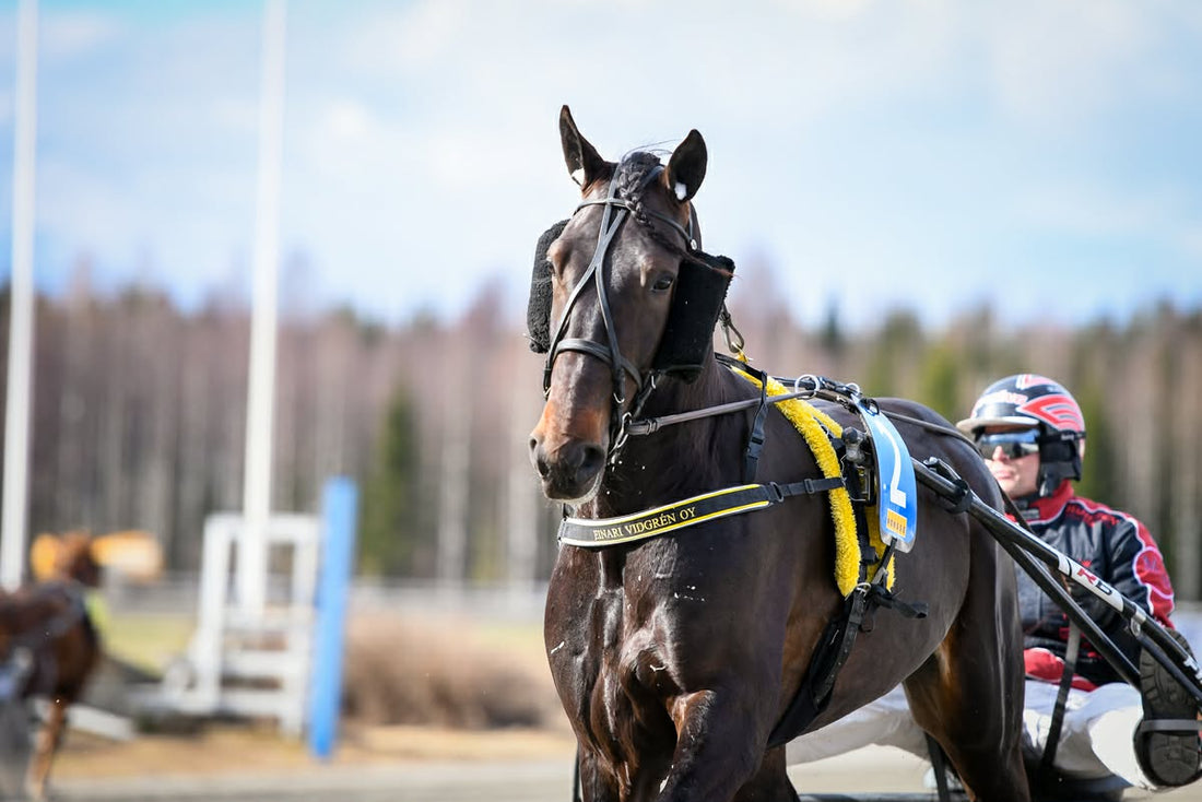Travhäst med kusk