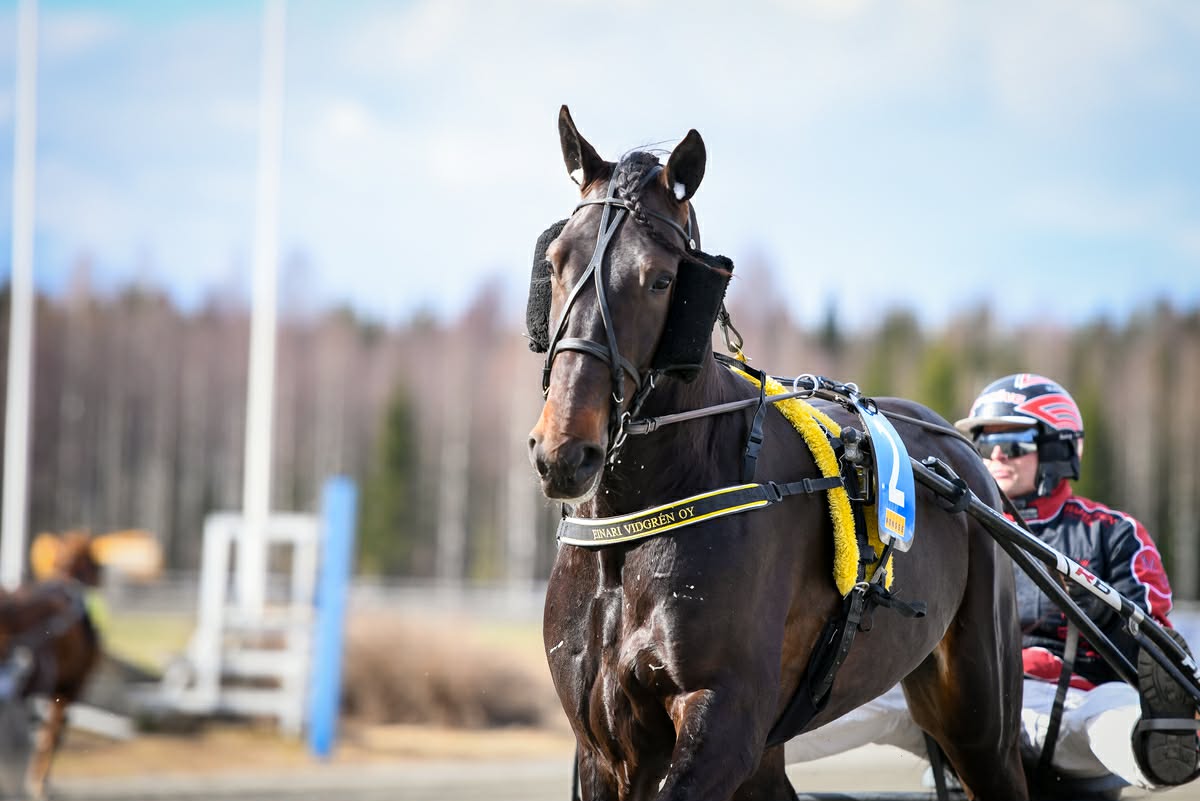 Travhäst med kusk