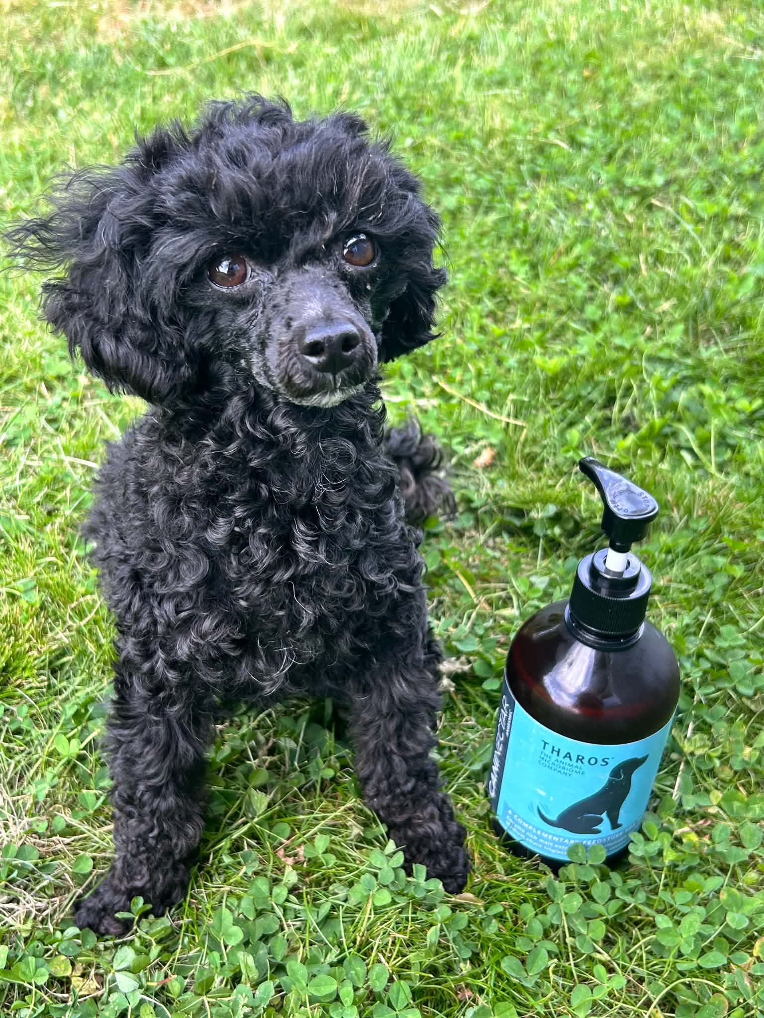 Toypudeln Dixie med Caninectar