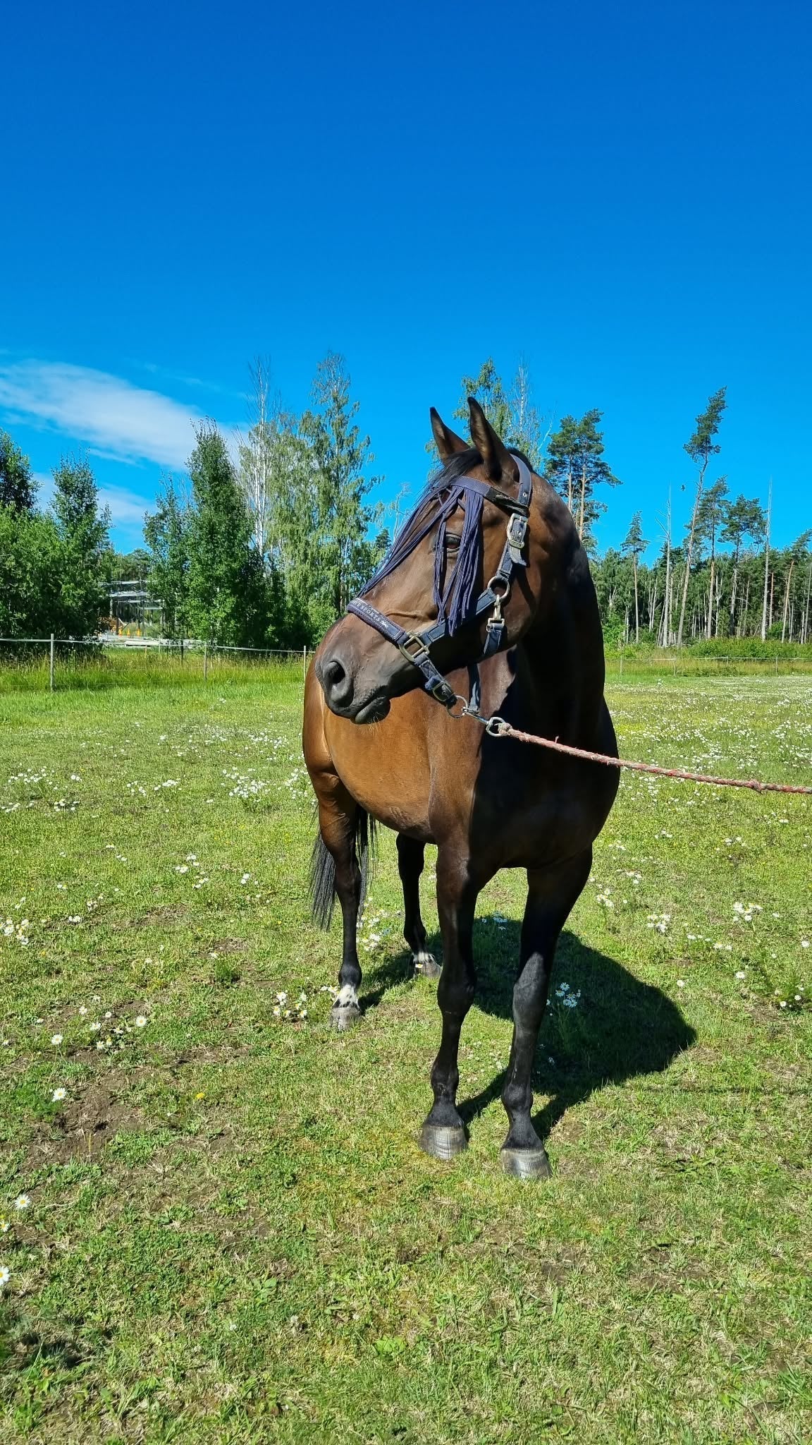 Granit – en hopphäst på väg åt rätt håll
