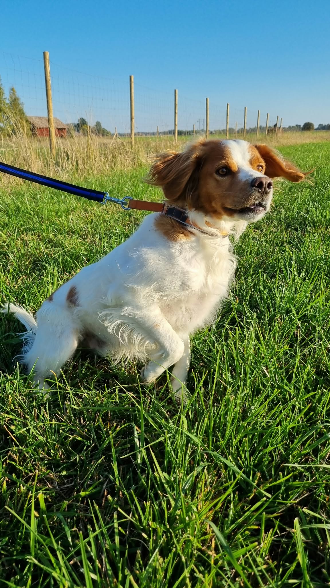 Sören  fick en finare päls och mindre gräsätande med CaniNectar