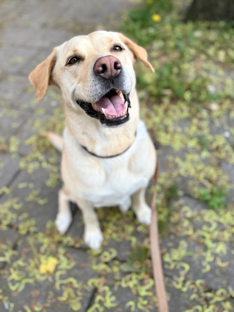 Det var först när jag slutade ge CaniNectar till Bella, som jag märkte skillnaden