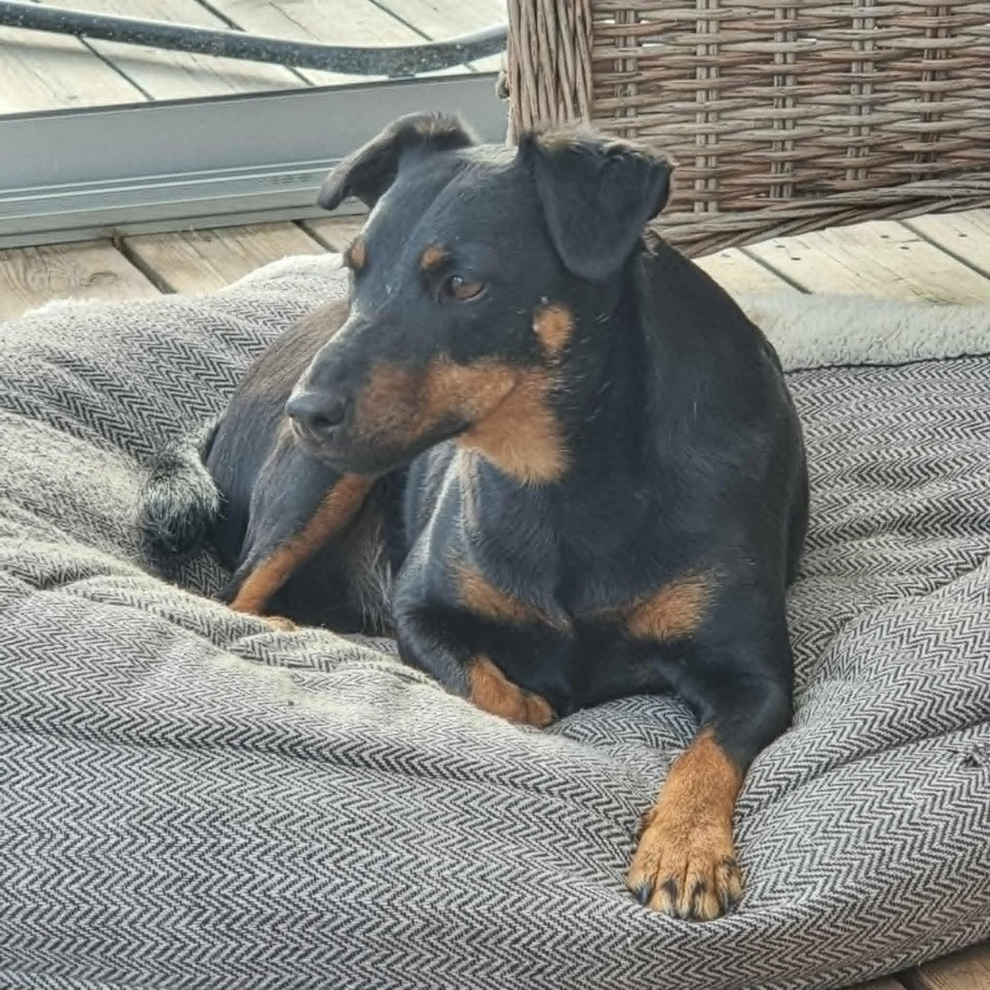 Hund vilar på sin bädd