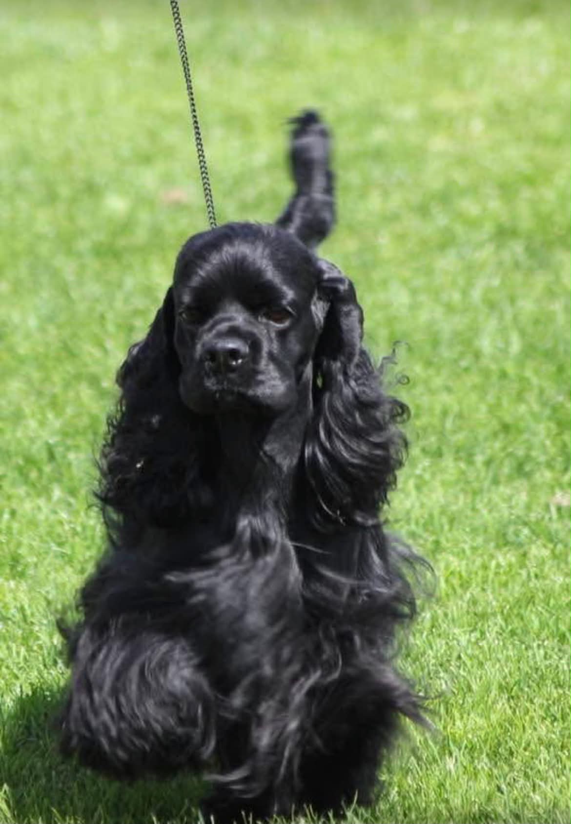 När pälsen ska vara på topp inför nästa utställning så kan CaniNectar vara en hjälp på vägen