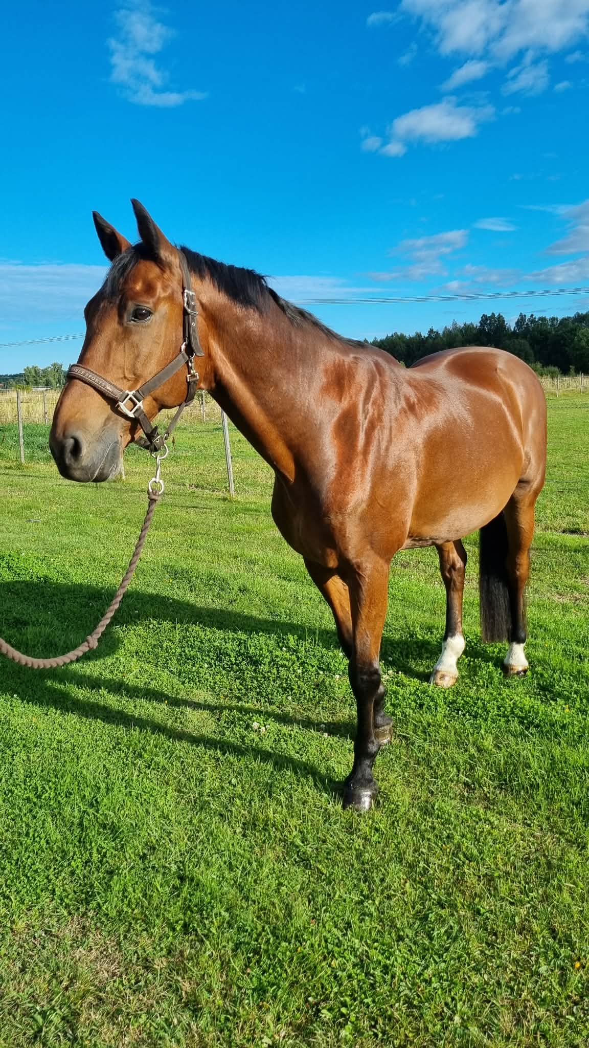Hästen Champagne