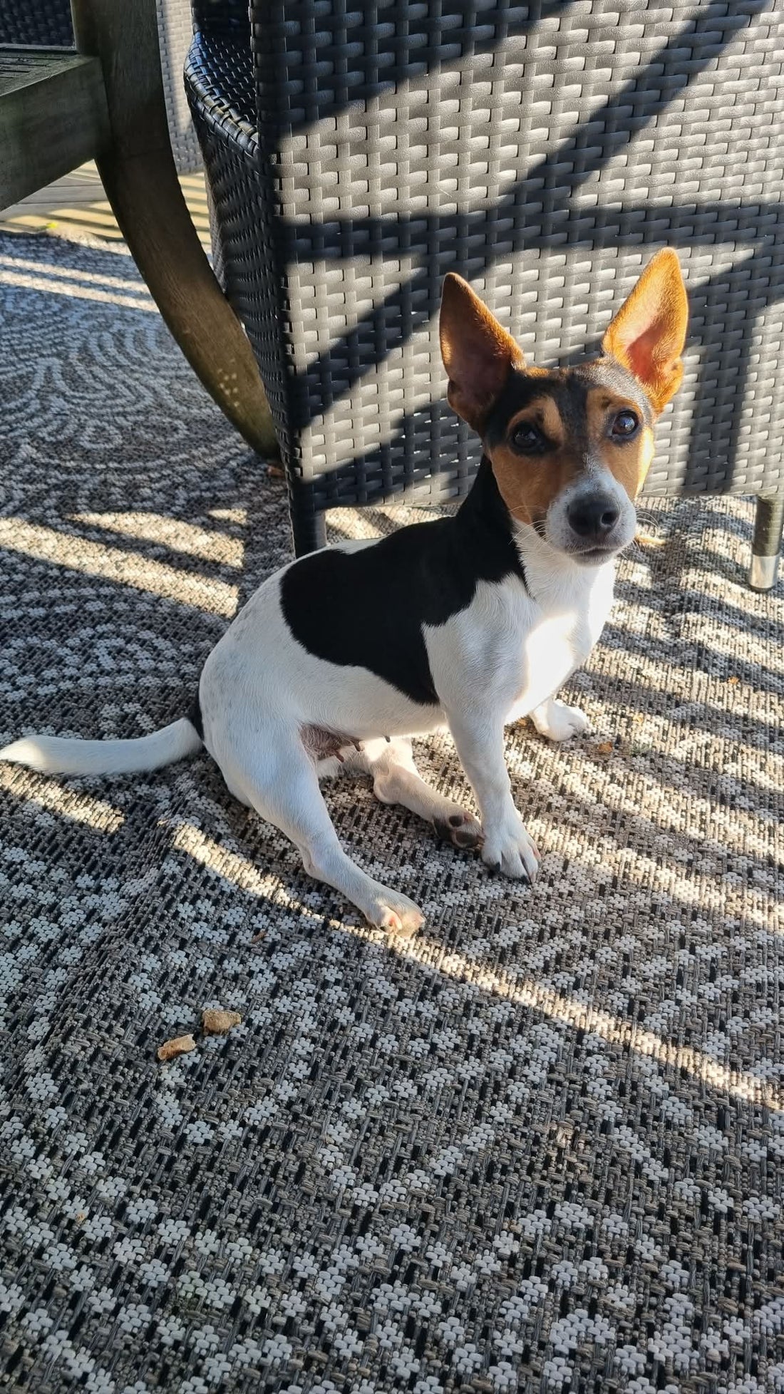 Från stressklåda till lugn och välmående – Carmens resa med CaniNectar