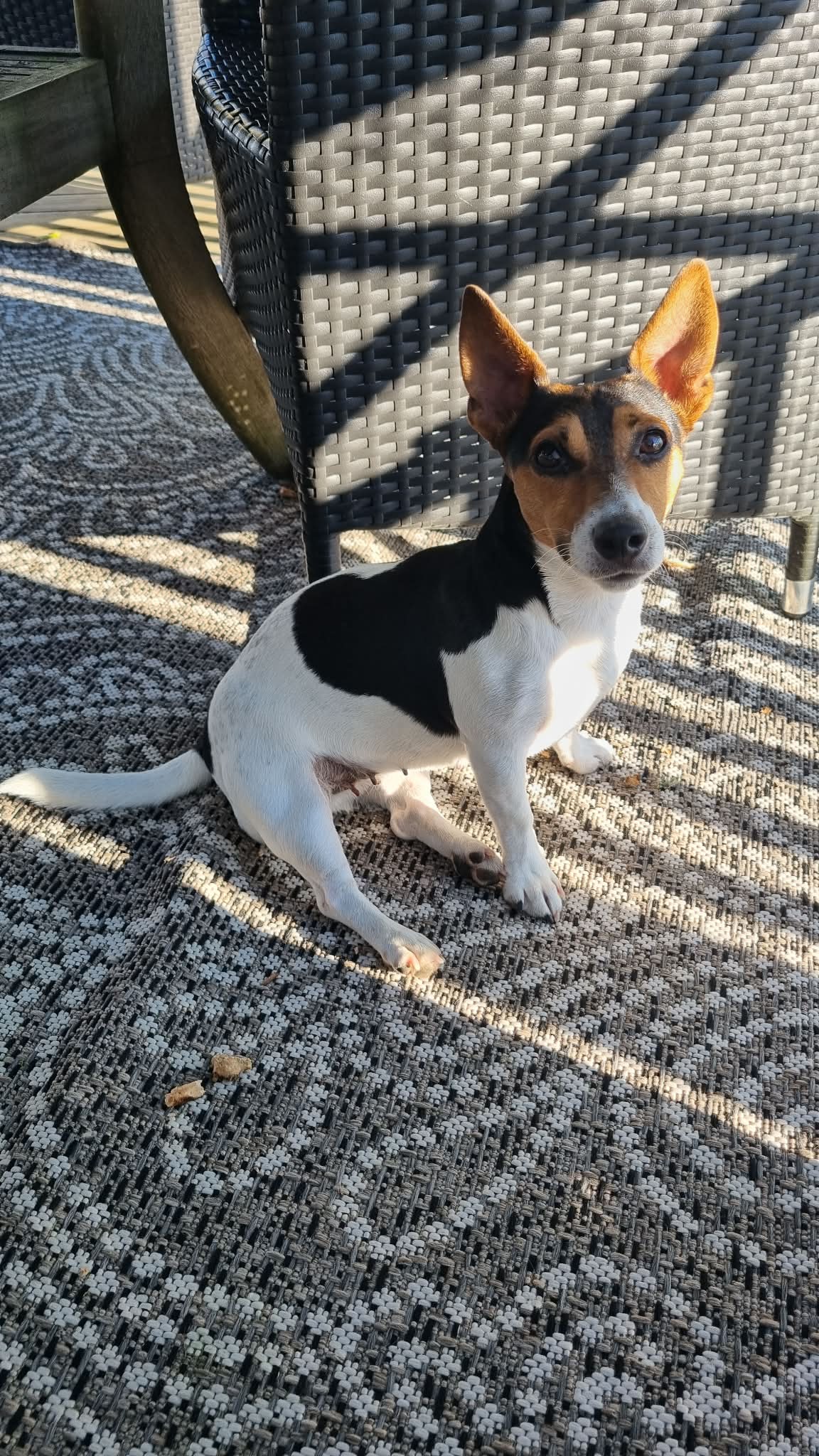 Från stressklåda till lugn och välmående – Carmens resa med CaniNectar