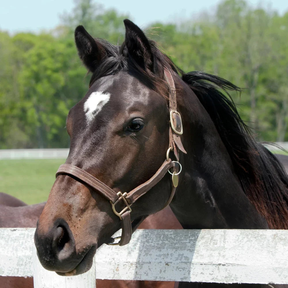 Equine Veterinary Journal – Karakterisering av träckens metabolom och mikrobiom hos fullblodshästar inom galopp