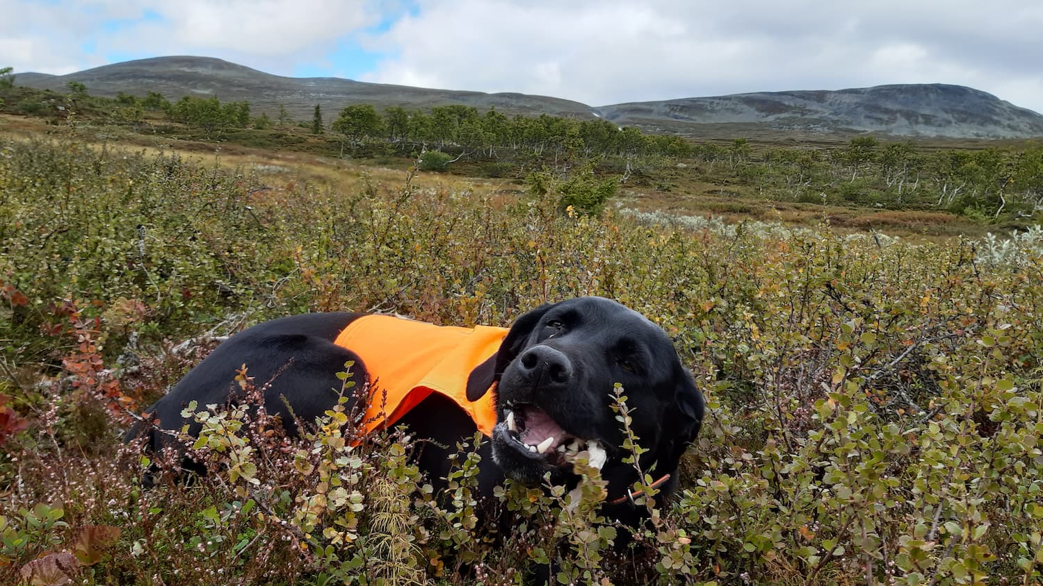 Hund vilar i ljungen på fjället