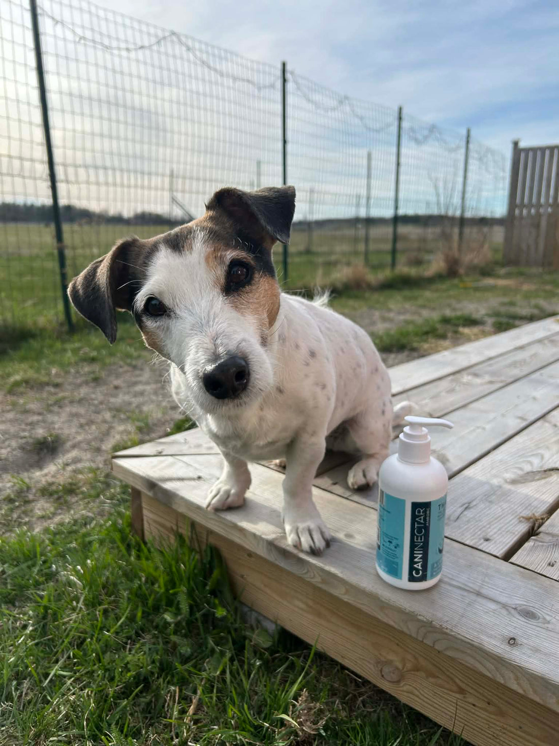 Jack Russel hund sitter på altan