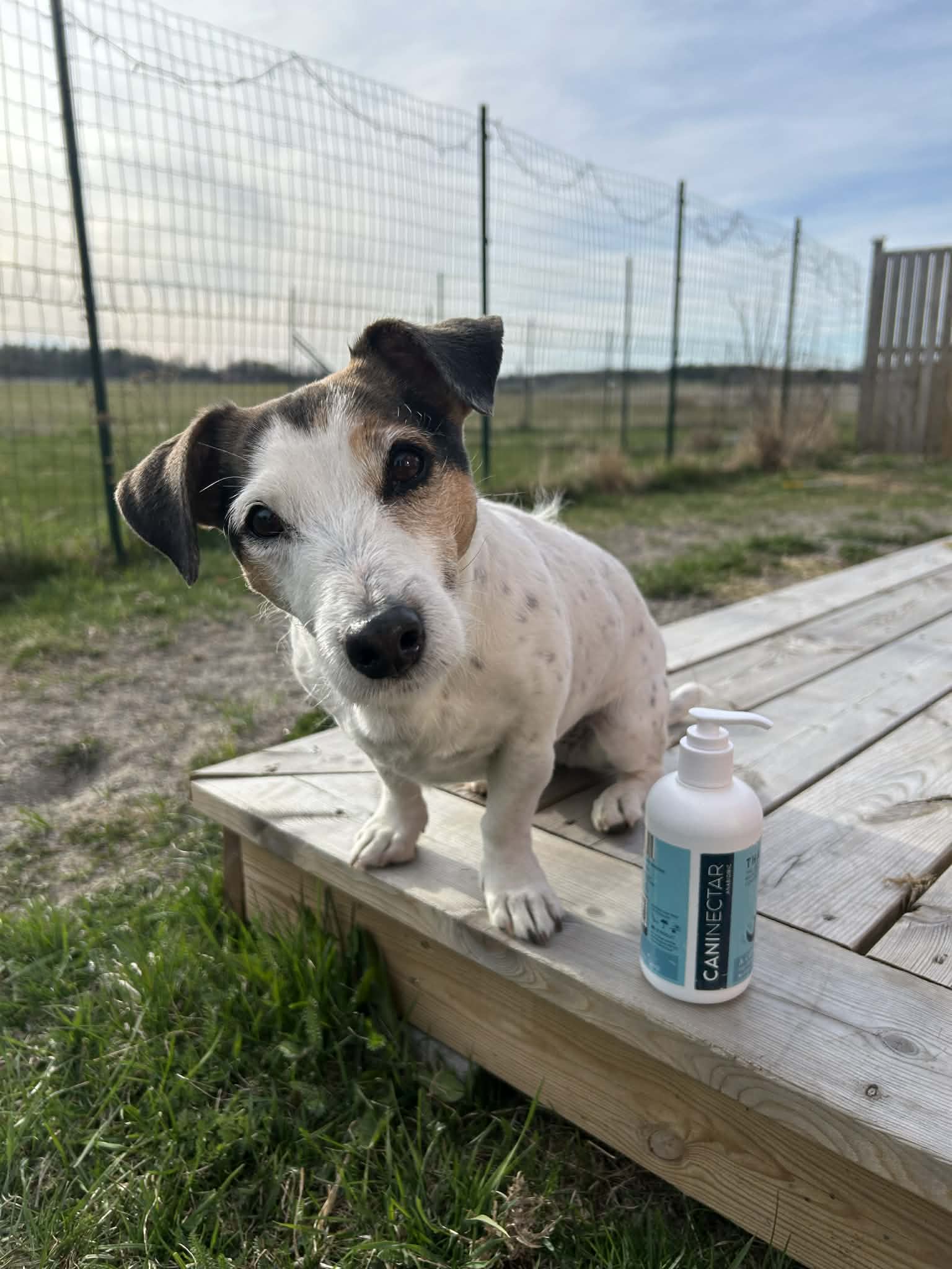 Jack Russel hund sitter på altan
