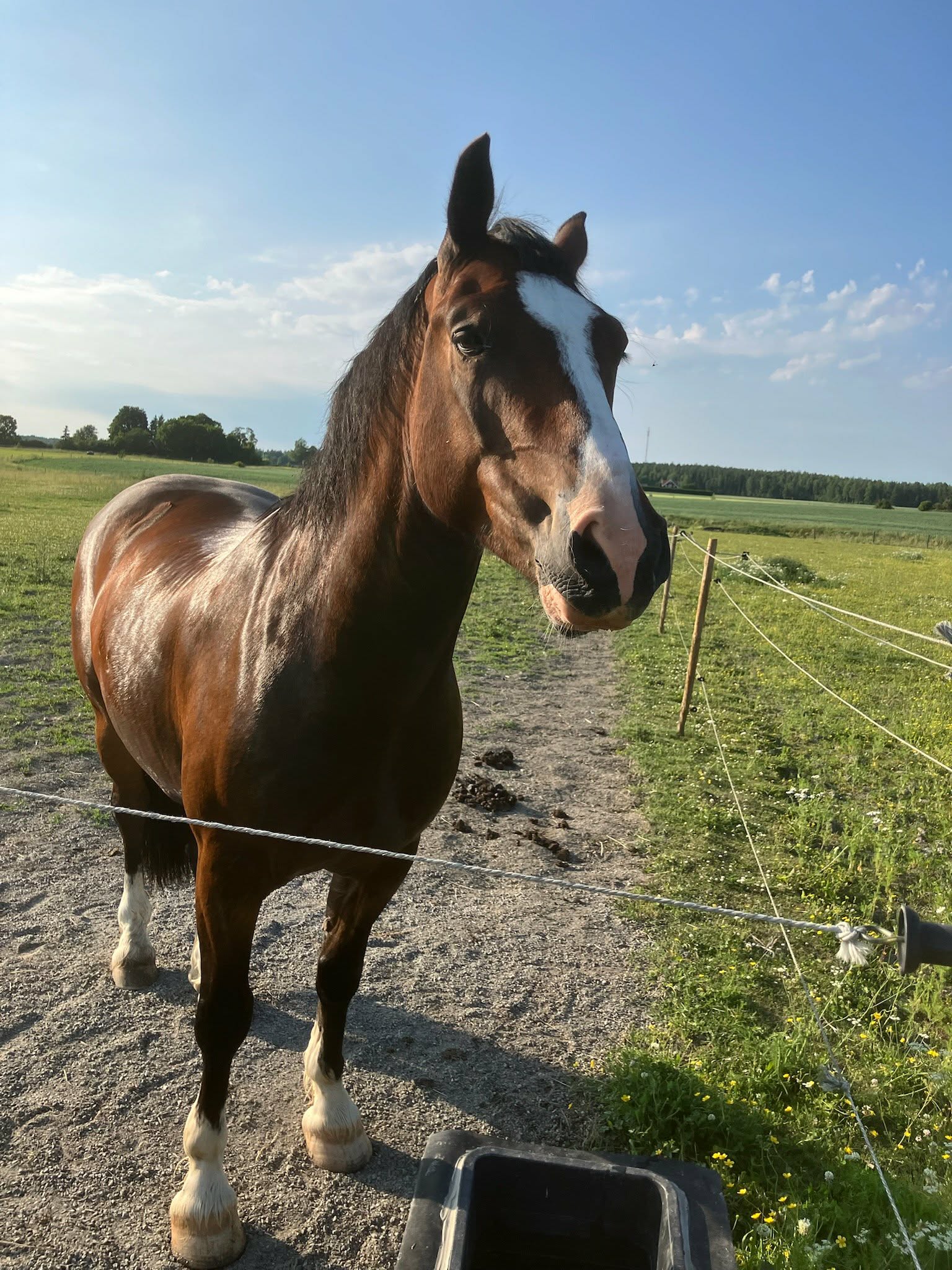 Från orolig mage till stabil tarm-Jollys resa med EquiNectar