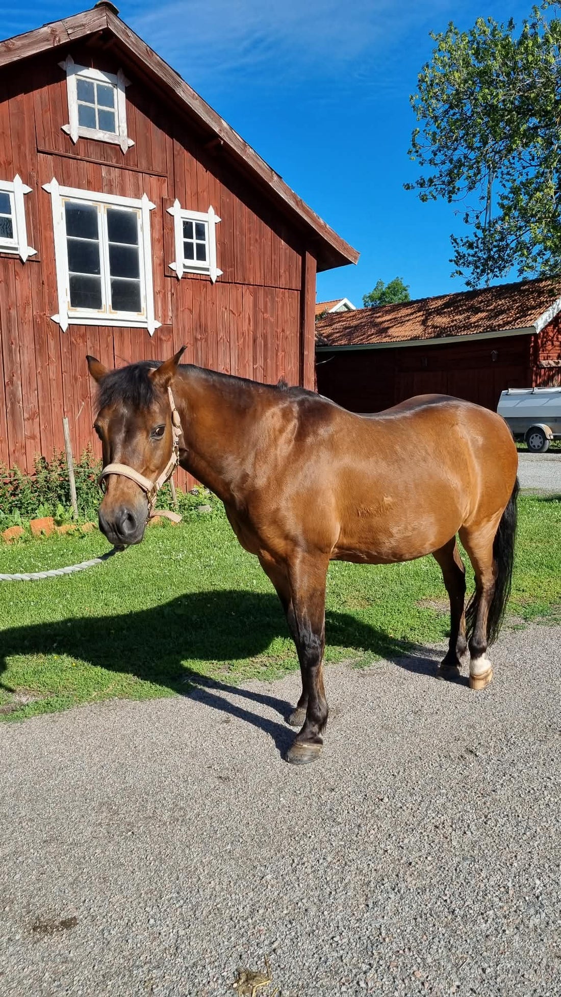 Mindre besvär av sommareksem – Gulliver mår bättre med EquiNectar