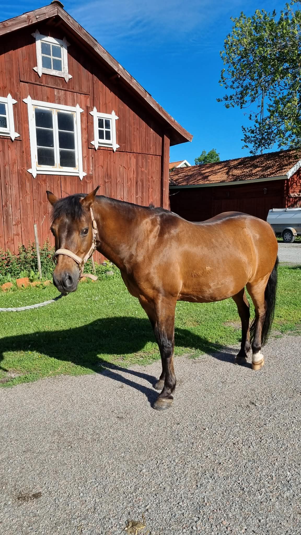 Mindre besvär av sommareksem – Gulliver mår bättre med EquiNectar