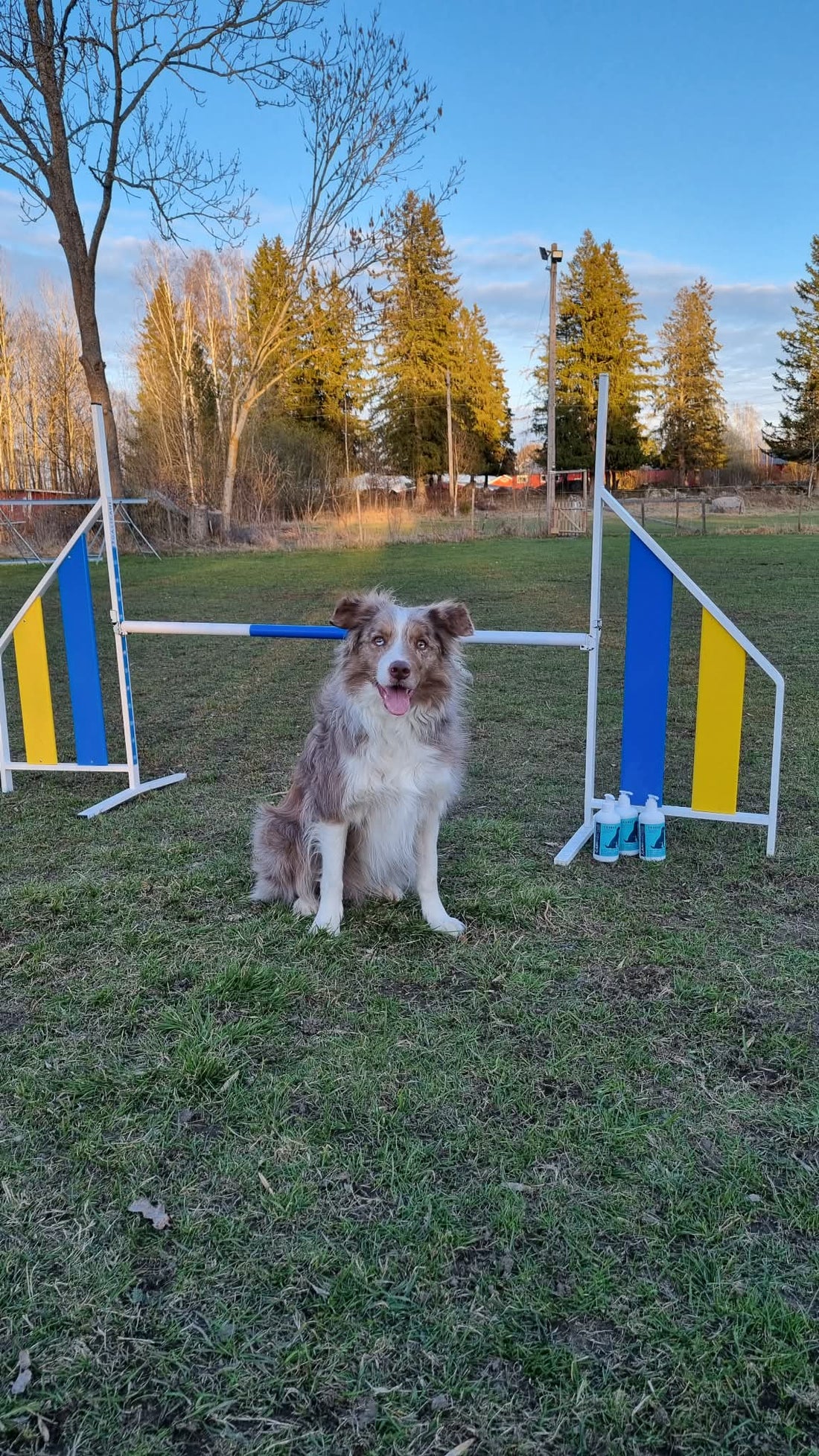 Hund på agilitybana