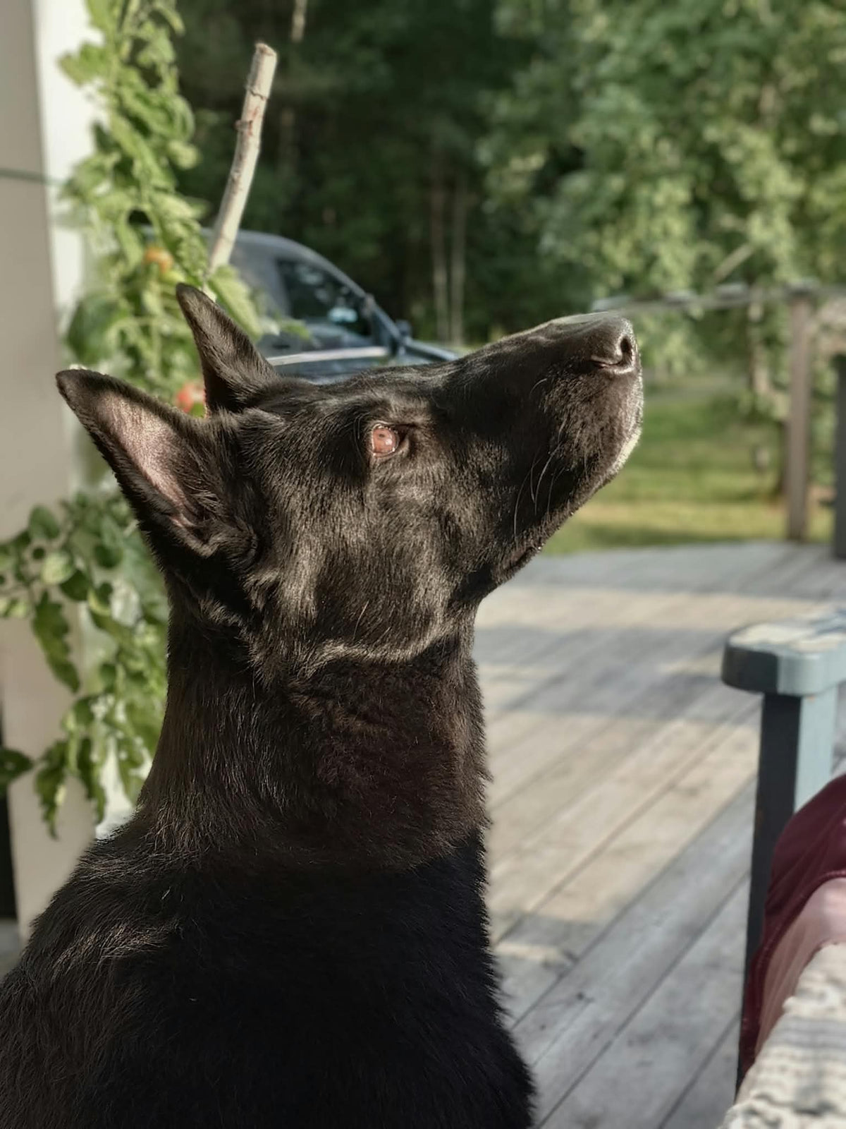 Rocka fick en tydlig skillnad i pälsen med Caninectar!