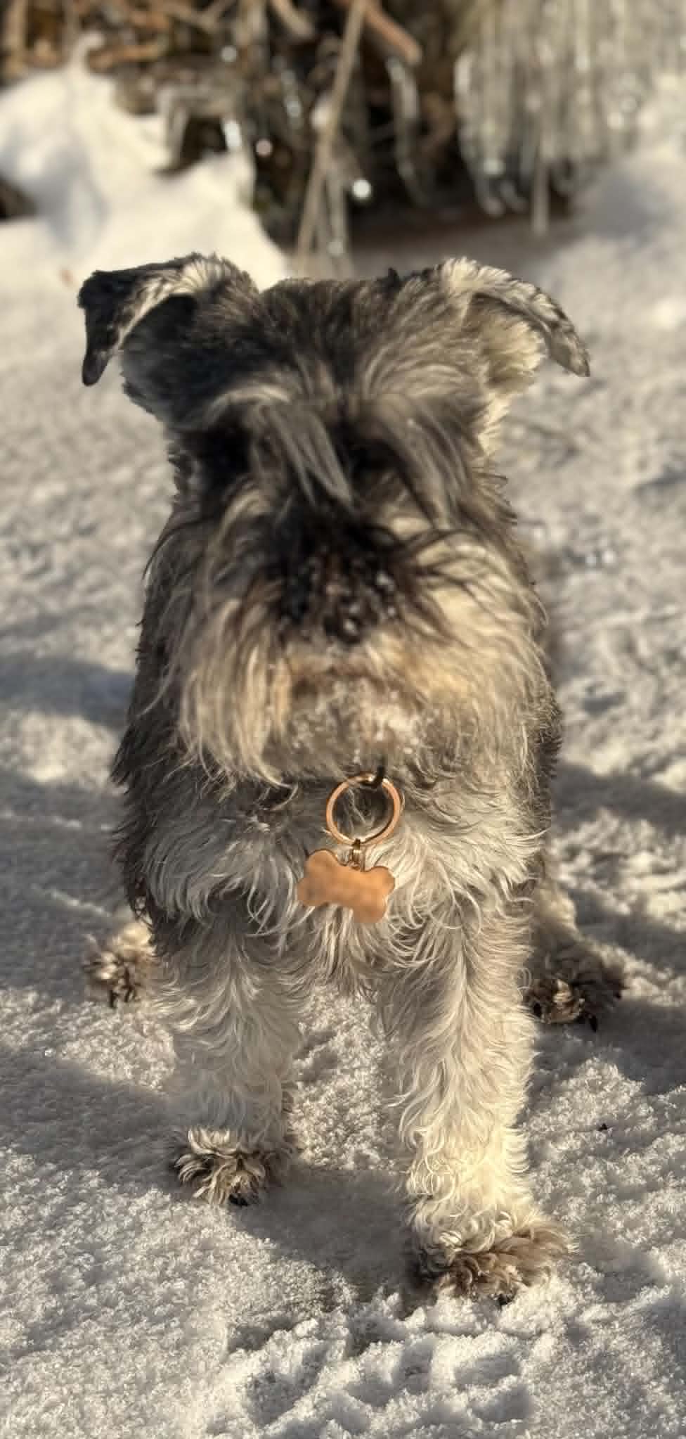 Från gaslarm till gladare vardag – Kiras resa med CaniNectar