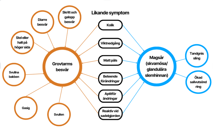Liknande symptom för magsår och grovtarmsbesvär hos häst